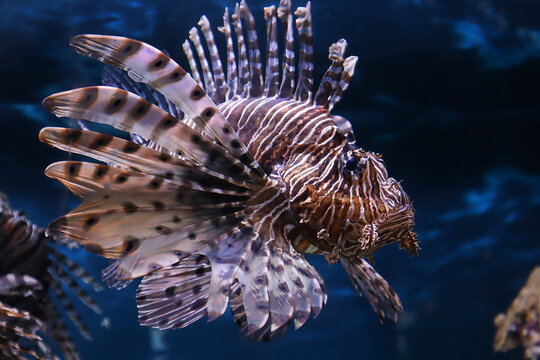 lionfish in an aquarium on a dark background