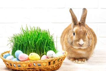 Fluffy Easter Bunny with a basket of painted Easter eggs and green grass against a white brick wall. Selective focus. Easter concept.