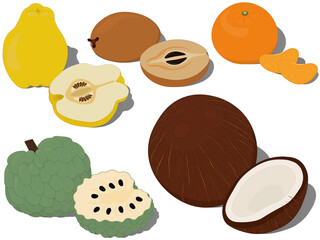 Unusual and exotic tropical sweet fruts collection vector illustration