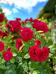 red garden roses growing in the city park.