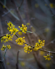 Kornelkirsche Blüte im Winter oder Frühling