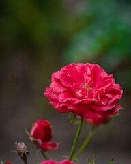 red rose flower
