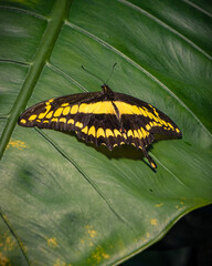 butterfly on leaf
