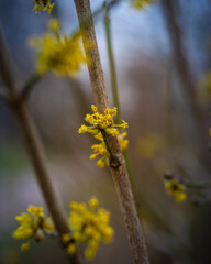 gelbe Blüten der Kornelkirsche