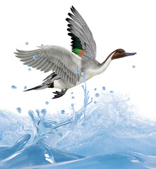 oiseau, canard, pilet, sarcelle,  couple, en vole, eau, giclé, vague, océan, animal, nature, faune, bec, sauvage, empennage, blanc, ailes, , illustration, oiseau, jaune, volant, noir, rouge, vecteur, 