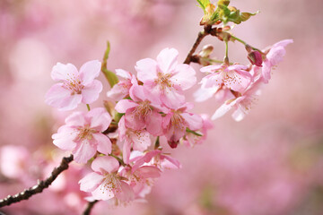 背景が美しい河津桜