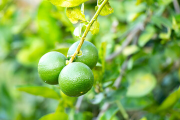 Green color of fresh lime with leaf background