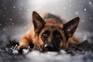 Deutscher Schäferhund im Schnee