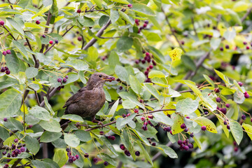 Common blackbird (Turdus merula) sitting in a serviceberry bush in the garden in Frankfurt, Germany.