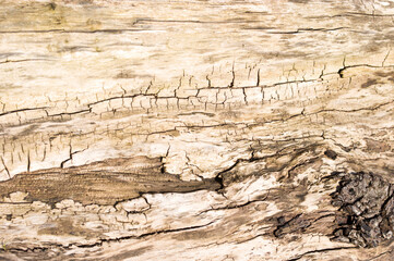 Rough brown wooden texture background