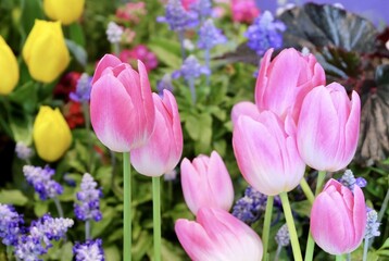 Fresh Pink Tulip Flowers in A Garden