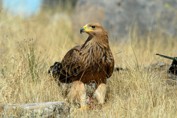 Joven aguila imperial en el campo