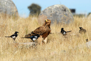 Joven aguila imperial en el campo