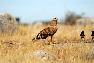 Joven aguila imperial en el campo