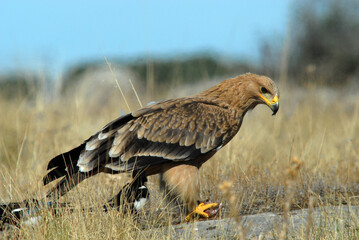 Joven aguila imperial en el campo