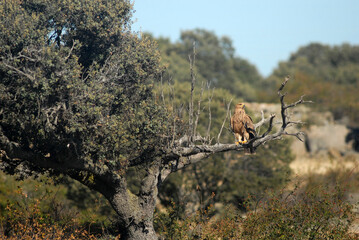 Joven aguila imperial en el campo