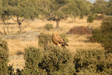 Joven aguila imperial en el campo