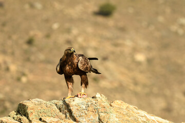  golden eagle with its prey on the mountain