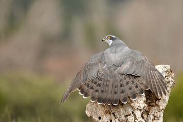 Un azor vigila desde su posadero en el bosque