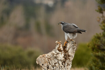 Un azor vigila desde su posadero en el bosque