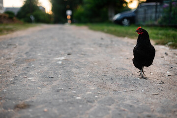 Black chicken on the road