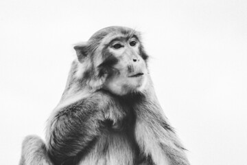 Makake posiert im Kam Shan Country Park (Hong Kong) 