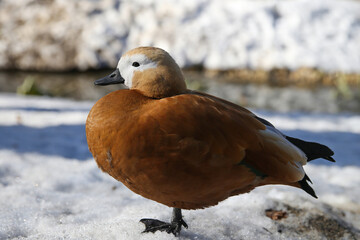 Portrait of a duck in the snow in winter