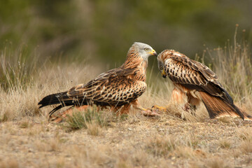 Pareja de milanos reales en el campo