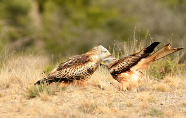 Pareja de milanos reales en el campo