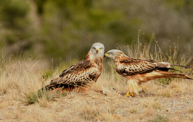Pareja de milanos reales en el campo