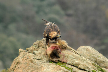  golden eagle with its prey on the mountain