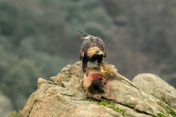  golden eagle with its prey on the mountain