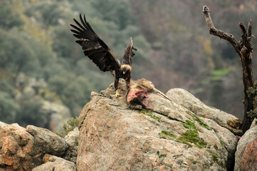  golden eagle with its prey on the mountain