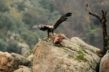  golden eagle with its prey on the mountain