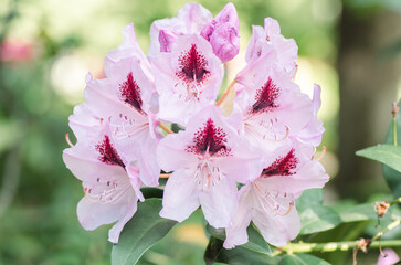 Detalle macro flores de rododendro