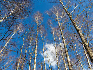 Tall trunks of birch trees are directed into the spring blue sky