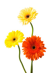 Bouquet of flowers gerberas isolated on white background