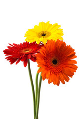 Bouquet of flowers gerberas isolated on white background