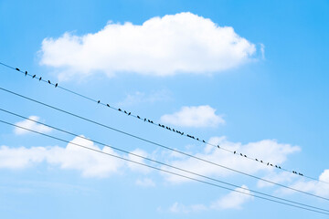 Fototapeta premium Many birds perched on high voltage lines, against sky and clouds background.