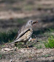 one thrush with a worm in its beak close up
