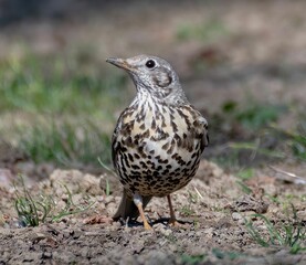 one thrush in a park close up