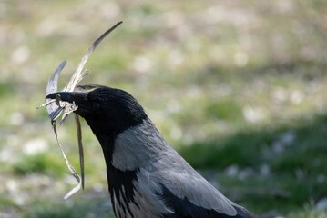 crow in a park carrying small sticks close up