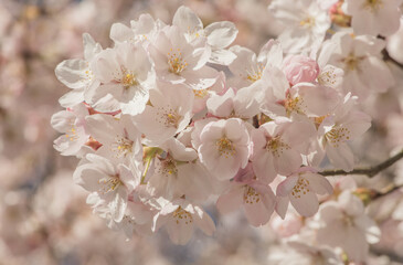 closeup macro of blossoming white and pink sakura cherry blossom on branch in spring
