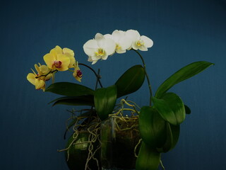 White and yellow orchids flowers in glass vase on a blue background. Blooming home plant, side view. A photo in low key.