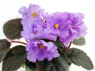 Violet flowers Saintpaulia ( African violets, Streptocarpus teitensis ) isolated on white background. 