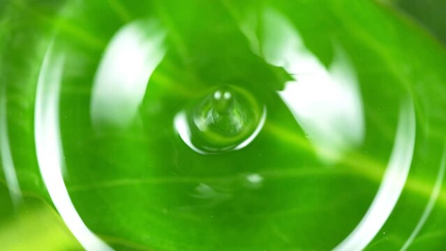 Super Slow Motion Shot of Water Drop Falling into Water Surface With Fresh Green Leaf at 1000fps.