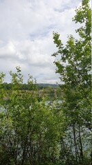 Fototapeta premium Tree near lake 