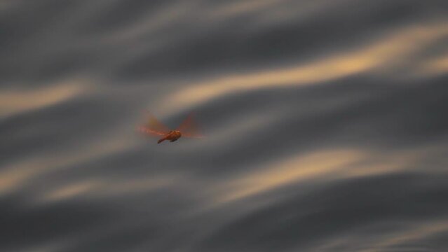 Slow motion shot of a red dragonfly flying above the orange water of the lake during the sunset. 