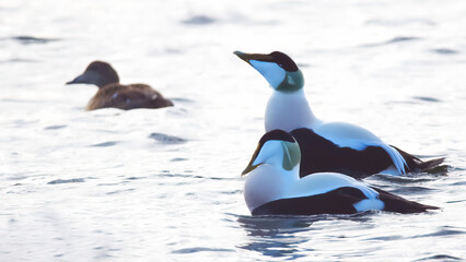Fototapeta premium Common eiders