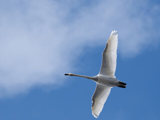 swan in flight